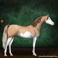 Horse Color:Bay Pearl Splash 