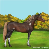 Horse Color:White Spotted Liver Chestnut Rabicano 