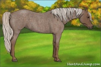 Horse Color:Silver Blue Roan 