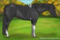 Horse Color:Black Tobiano Rabicano