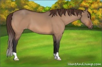 Horse Color:Bay Dun Varnish 