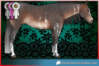 Horse Color:Brown Sabino