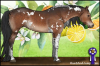 Horse Color:White Spotted Brown Tobiano 