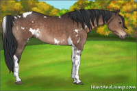 Horse Color:White Spotted Brown Tobiano 