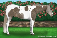 Horse Color:Chocolate Palomino Tobiano 