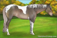 Horse Color:Silver Blue Roan Tobiano 