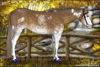 Horse Color:White Spotted Chocolate Palomino 
