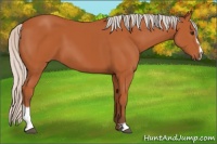 Horse Color:Silver Bay Sabino 