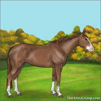 Horse Color:Chestnut Splash 