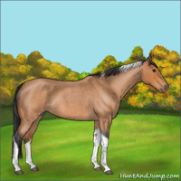Horse Color:Bay Roan Tobiano