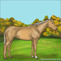 Horse Color:Palomino