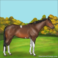 Horse Color:Bay Tobiano 