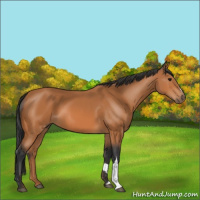 Horse Color:Bay 