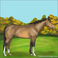 Horse Color:Buckskin 