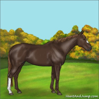 Horse Color:Gray Chestnut 