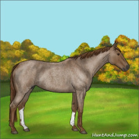 Horse Color:Gray Red Roan