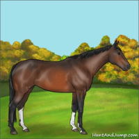 Horse Color:Bay 