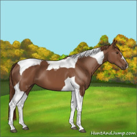 Horse Color:Chestnut Tobiano