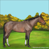 Horse Color:Bay Roan Frame Rabicano