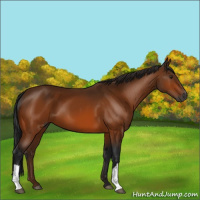 Horse Color:Gray Buckskin 