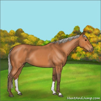 Horse Color:Silver Bay Roan 