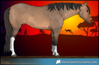 Horse Color:Bay Dun Tobiano 