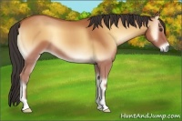 Horse Color:Bay Onyx 