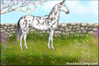 Horse Color:Gray Platinum Buckskin Dun Sabino Splash Near Leopard 