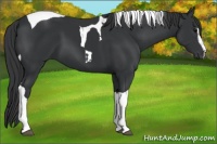 Horse Color:Black Sabino Tobiano 