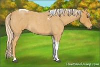 Horse Color:Palomino Roan Tobiano