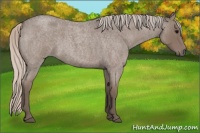 Horse Color:Silver Blue Roan
