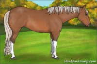 Horse Color:Silver Bay Sabino Tobiano