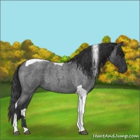 Horse Color:Blue Roan Tobiano