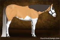 Horse Color:Buckskin Splash
