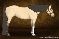 Horse Color:Buckskin Dun 