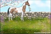 Horse Color:Bay Dun Tobiano 