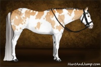 Horse Color:White Spotted Buckskin Splash 
