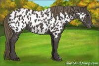 Horse Color:Smoky Black Appaloosa 