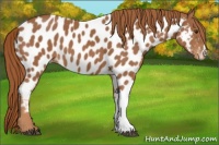 Horse Color:Chestnut Appaloosa 