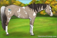 Horse Color:White Spotted Liver Red Dun Sabino Splash 