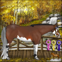 Horse Color:Bay Splash