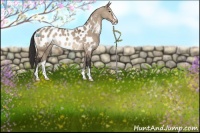 Horse Color:Brown Dun Sabino Blanket Rabicano