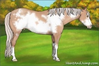 Horse Color:Silver Amber Champagne Frame 