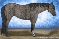 Horse Color:Black  and Grullo 