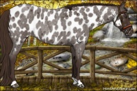 Horse Color:Liver Red Roan Near Leopard Rabicano 