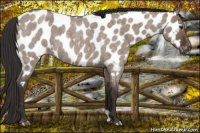 Horse Color:Liver Red Dun Roan Near Leopard 