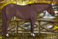 Horse Color:Chocolate Black