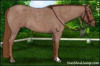 Horse Color:Red Roan 