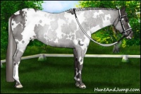 Horse Color:White Spotted Smoky Black Varnish 