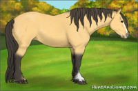 Horse Color:Buckskin Sabino 